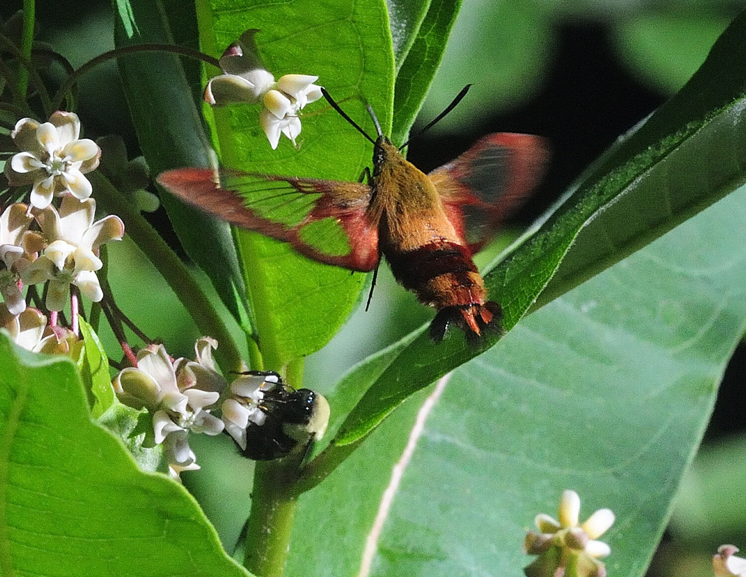 This hummingbird clearwing moth and a bumblebee were found sharing nectar from the same milkweed plant.  This moth is fascinating to watch as it mimics a ruby-throated hummingbird, hovering near flowers and taking nectar with its long proboscis while in flight.  Even its wing-beat frequency is similar, with 85 Hz for the moth vs. 60-80 for the hummingbird, so they might sound similar, though the moth might not seem as loud.
